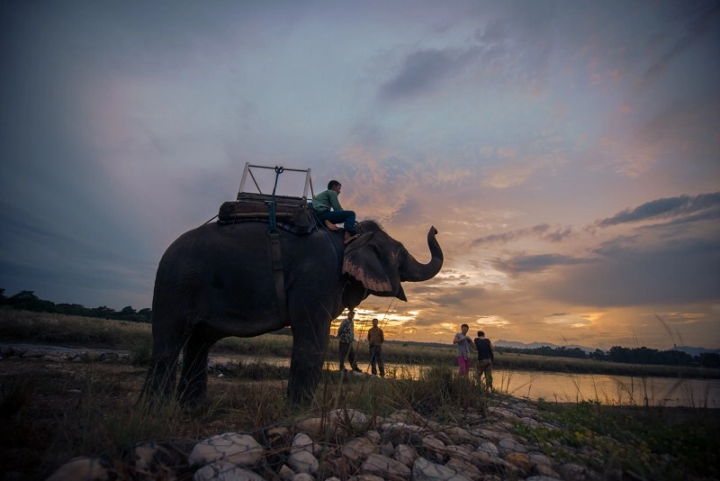 JUNGLE SAFARI