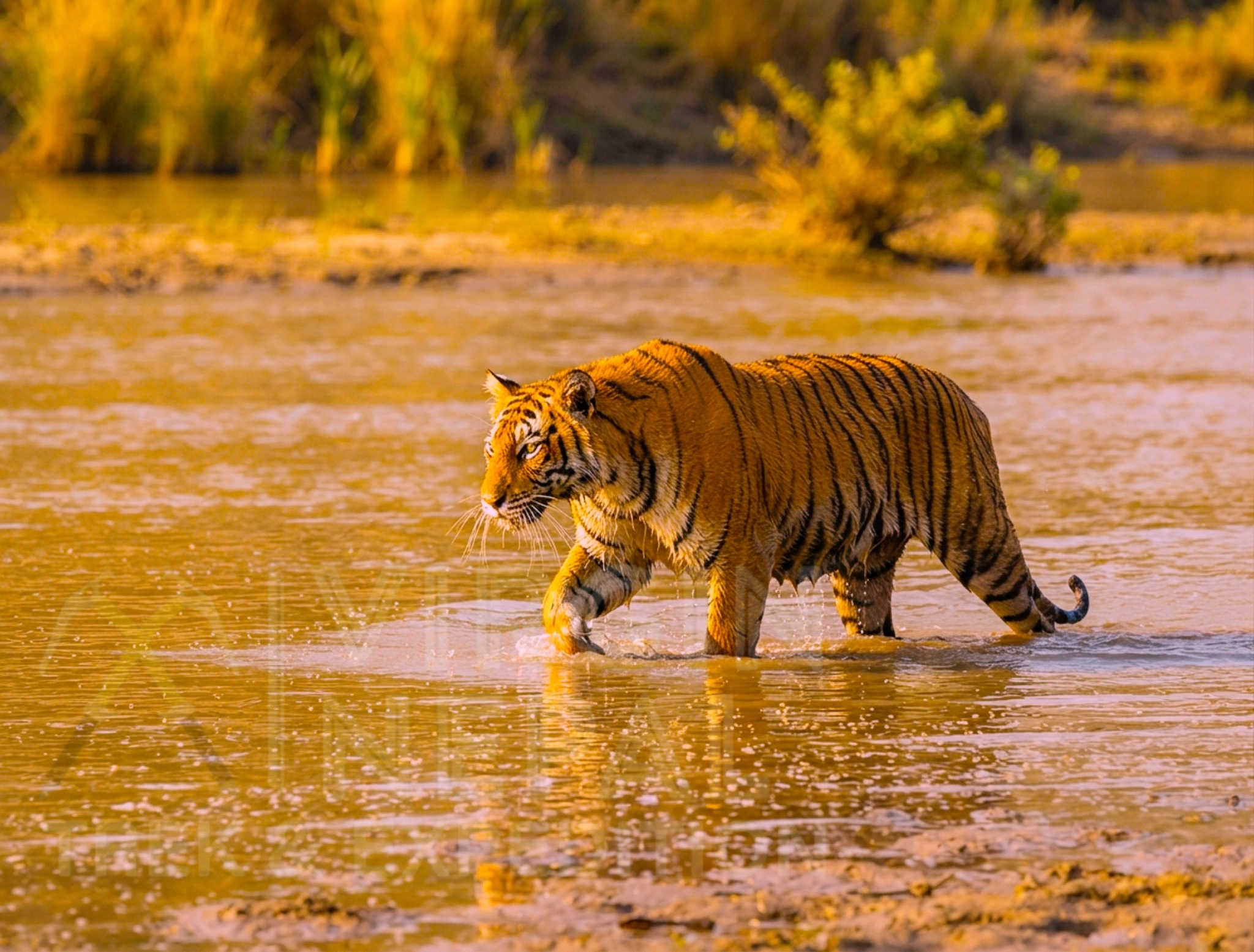 NEPAL JUNGLE SAFARI